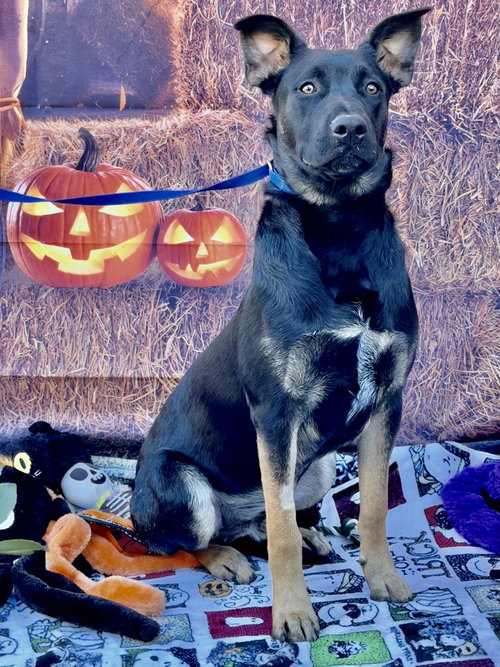 ROCKY 2 - Shepherd available for adoption