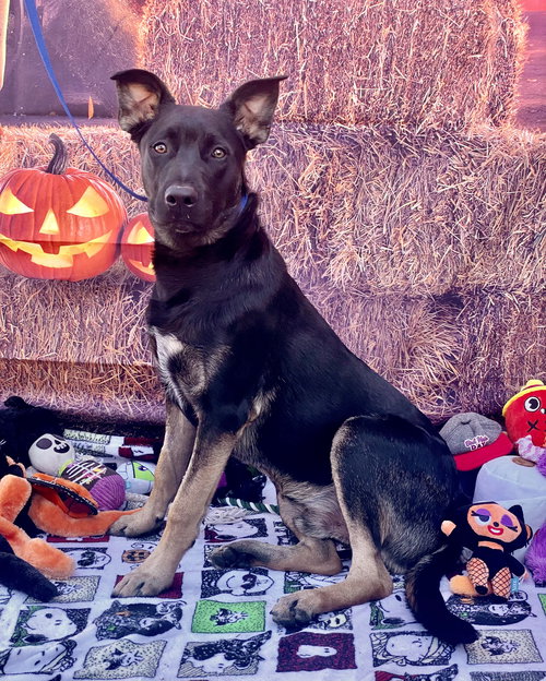 ROCKY 2 - Shepherd available for adoption