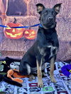 Rocky 2 - Photo 4