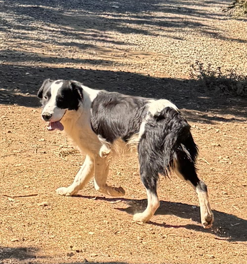 JOEL - Australian Shepherd / Springer Spaniel available for adoption