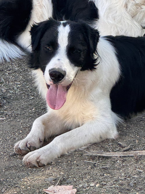 JOEL - Australian Shepherd / Springer Spaniel available for adoption