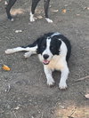 Joel - Photo 6