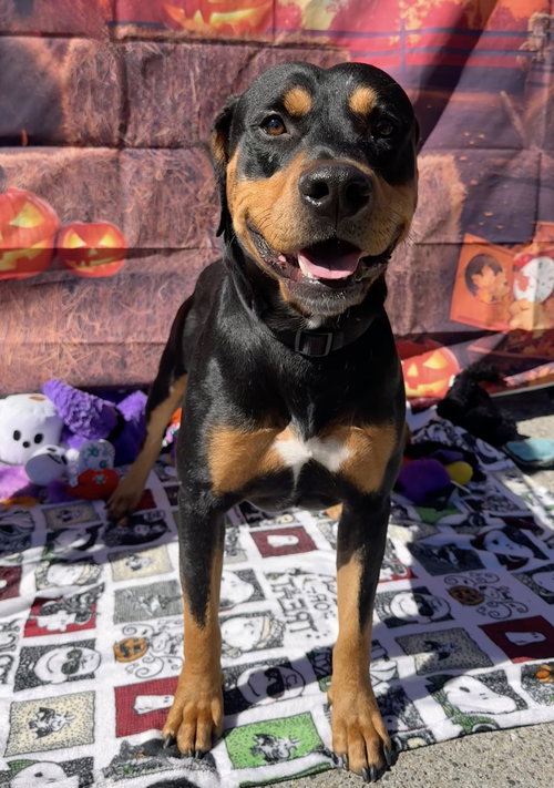 CHONGERS - Rottweiler / Doberman Pinscher available for adoption