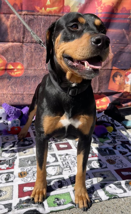 CHONGERS - Rottweiler / Doberman Pinscher available for adoption
