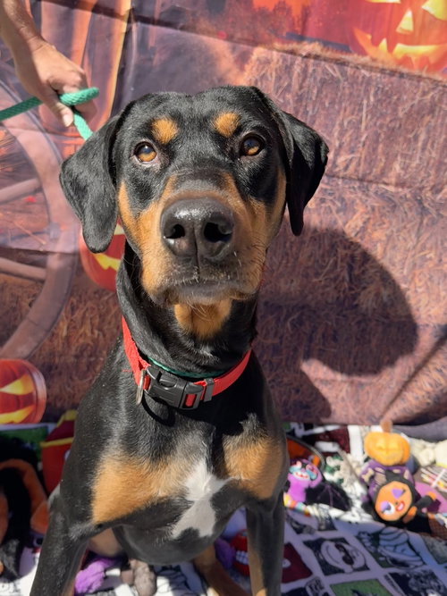 COLE - Doberman Pinscher / Rottweiler available for adoption