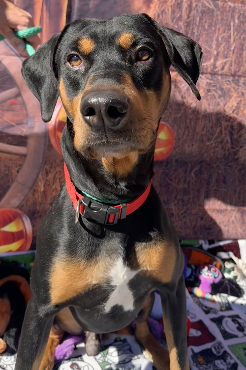 COLE - Doberman Pinscher / Rottweiler available for adoption