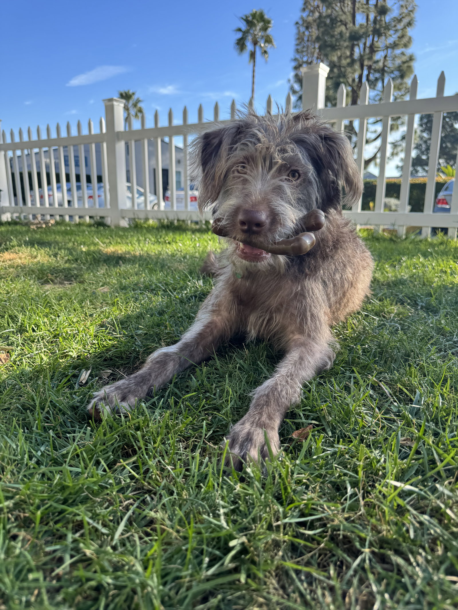 Rufus Image