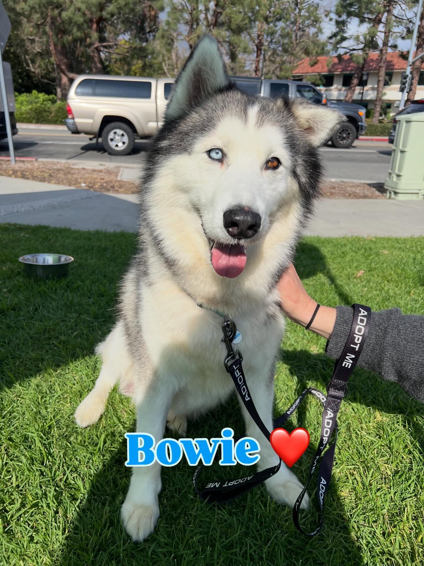 Bowie Image