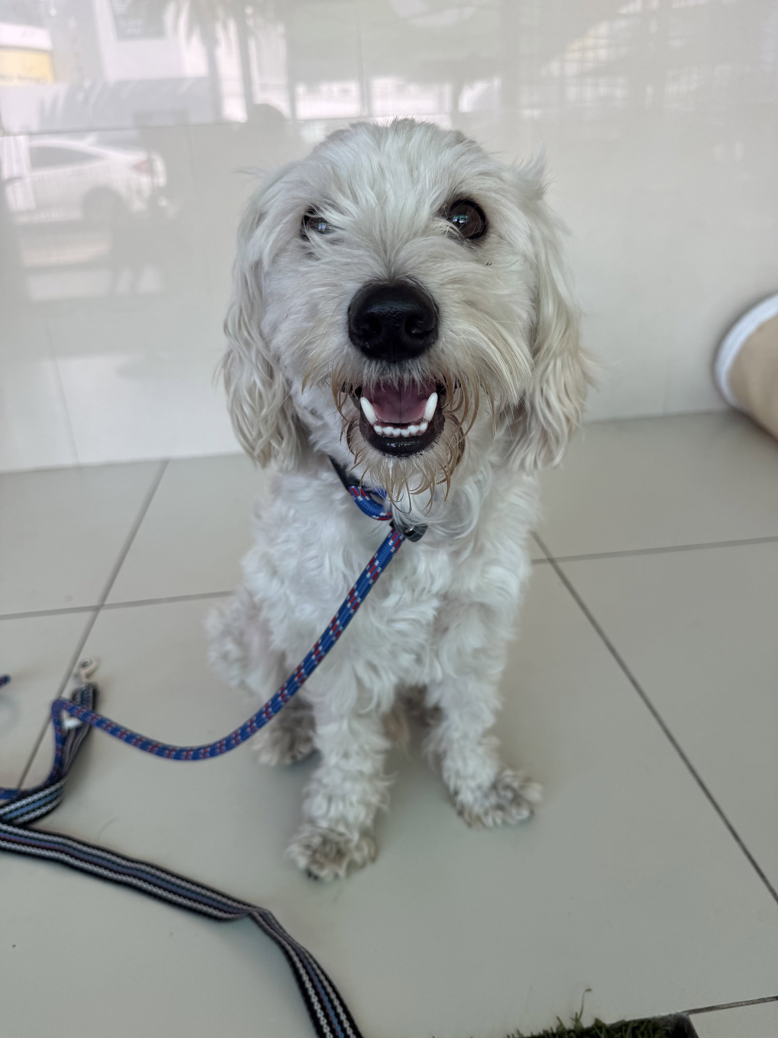 Bentley Image