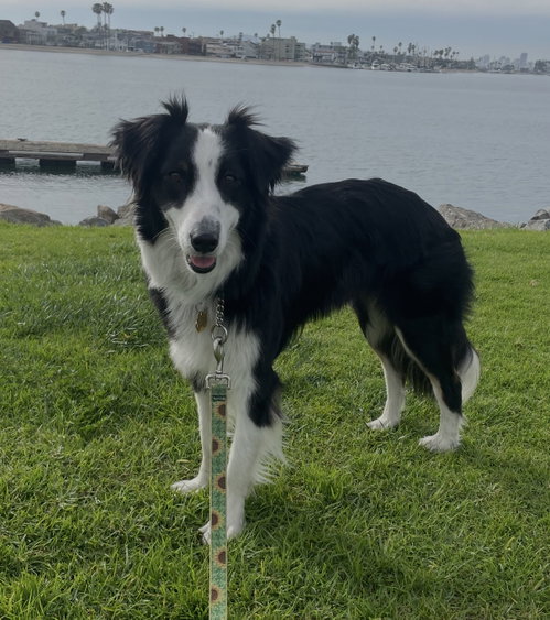 picture of the dog needing adoption