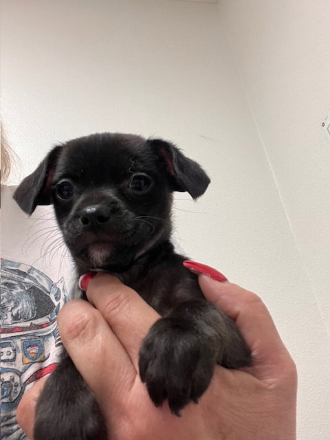 Reba McIntyre, an adoptable Chihuahua in Lake Elsinore, CA