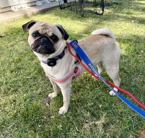 PorkChop, an adoptable Pug in Lake Elsinore, CA