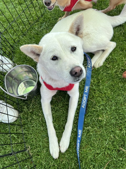 Shellie aka Portland, an adoptable Jindo in Lake Elsinore, CA