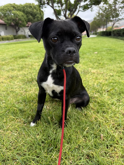 Molly, an adoptable Pug in Lake Elsinore, CA