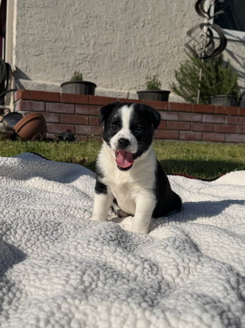 Belle Starr, an adoptable Australian Shepherd in Lake Elsinore, CA