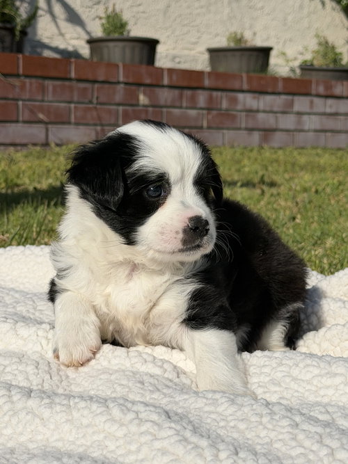 Suzy, an adoptable Australian Shepherd in Lake Elsinore, CA