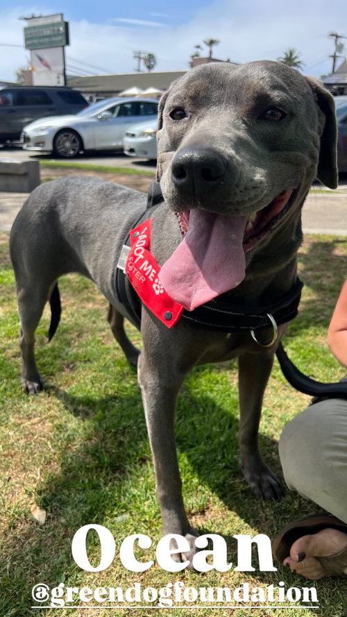 Ocean, an adoptable Weimaraner in Lake Elsinore, CA