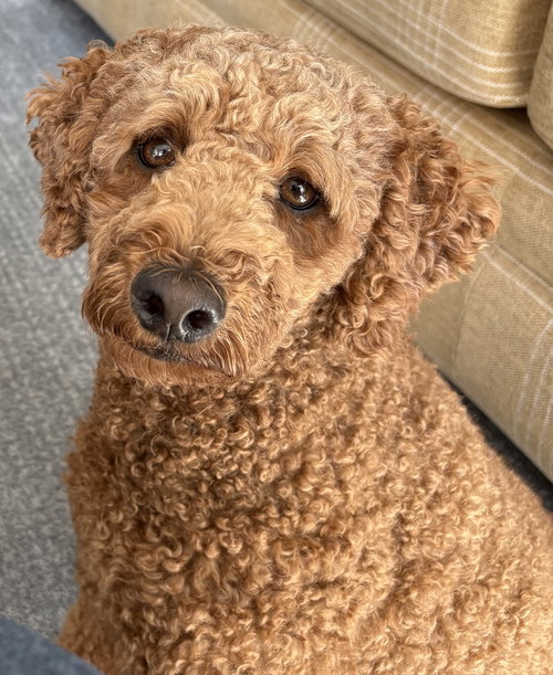 Eros, an adoptable Poodle in Lake Elsinore, CA