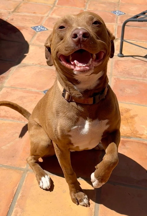 Woody, an adoptable American Staffordshire Terrier in Lake Elsinore, CA