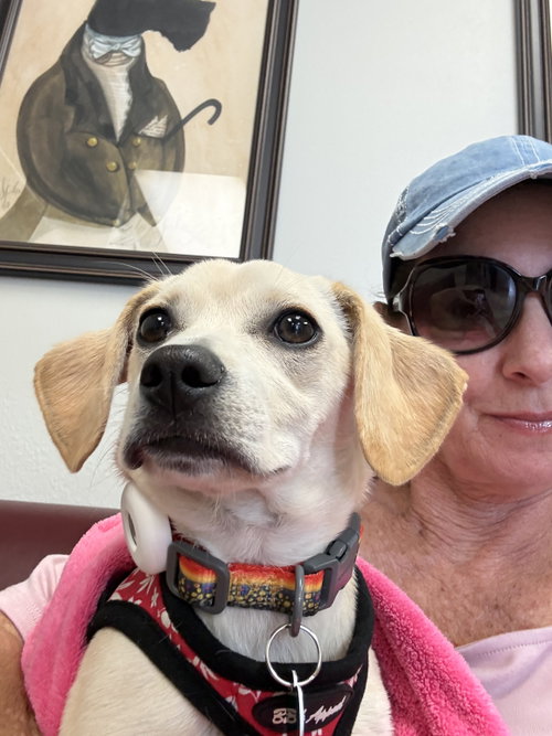 Trixie, an adoptable Chihuahua in Lake Elsinore, CA