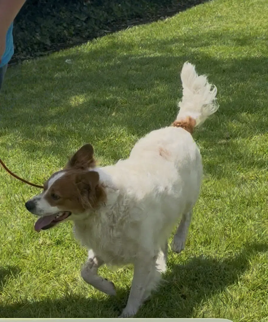 Oliver image 4