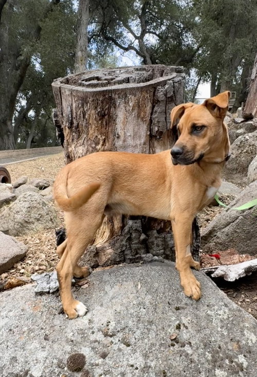 Scooby, an adoptable Unknown breed in Lake Elsinore, CA