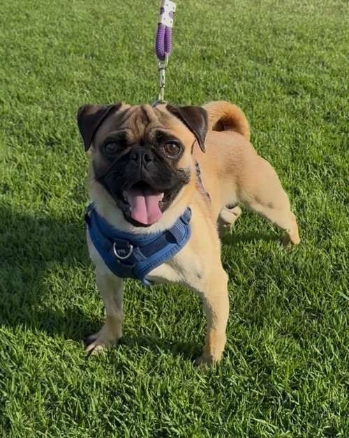 Pugsley