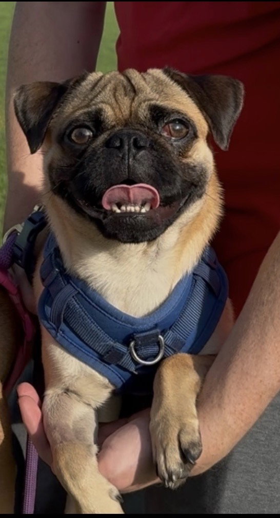 Pugsley