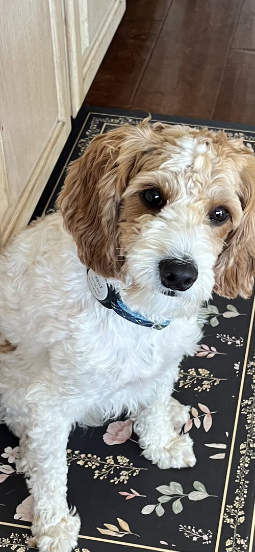 Raine aka Skipper