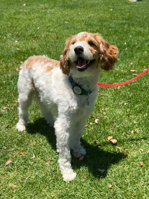 Raine aka Skipper