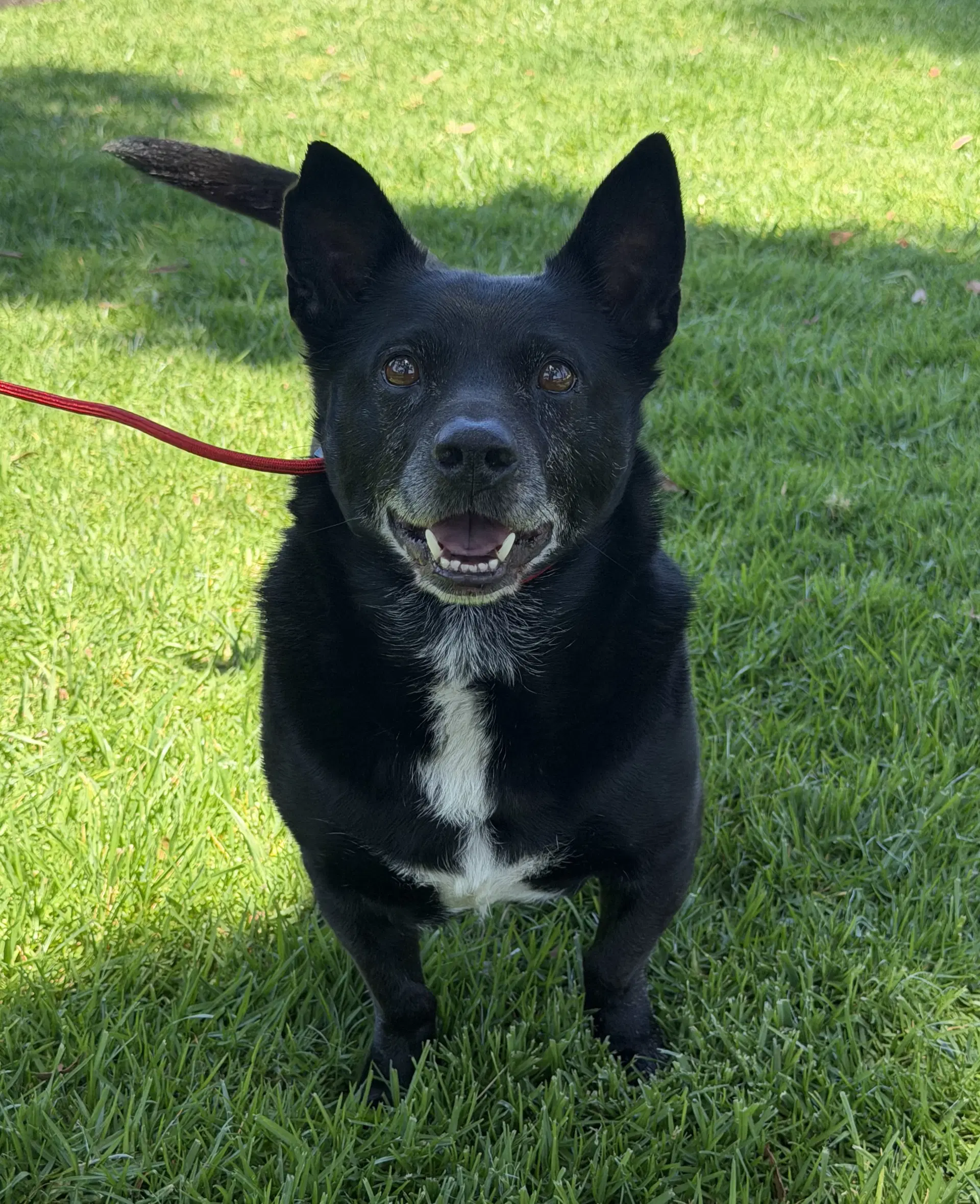 Mickey - Corgi