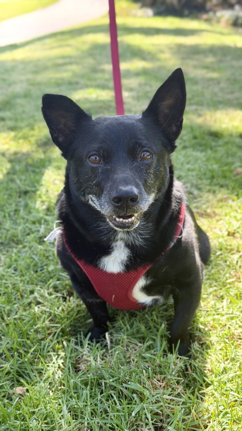 Mickey, a dog for adoption from GreenDog Foundation