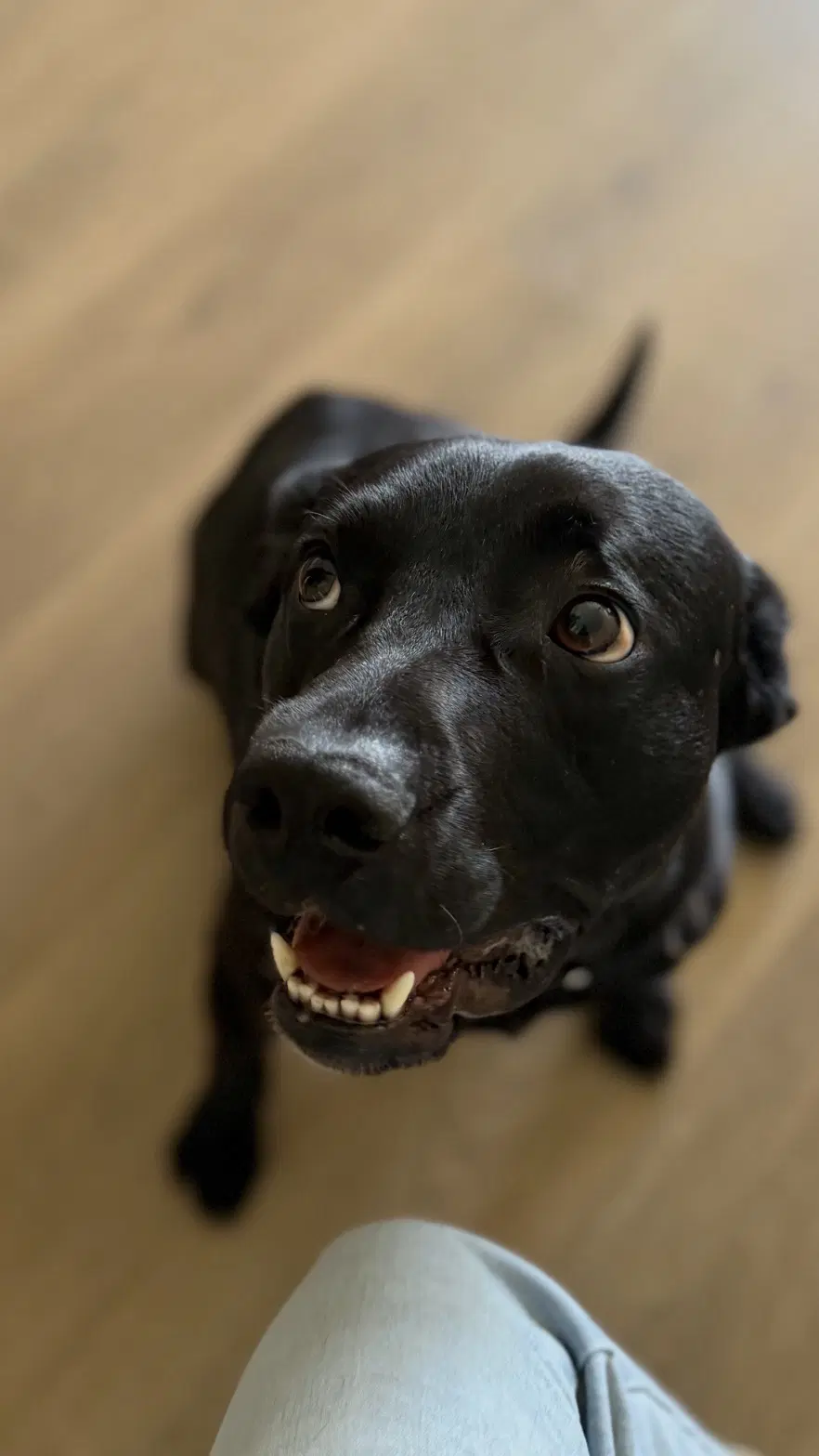 Ralphie - Labrador Retriever