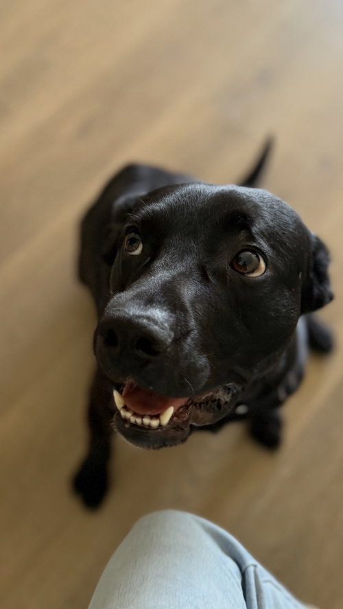 Ralphie