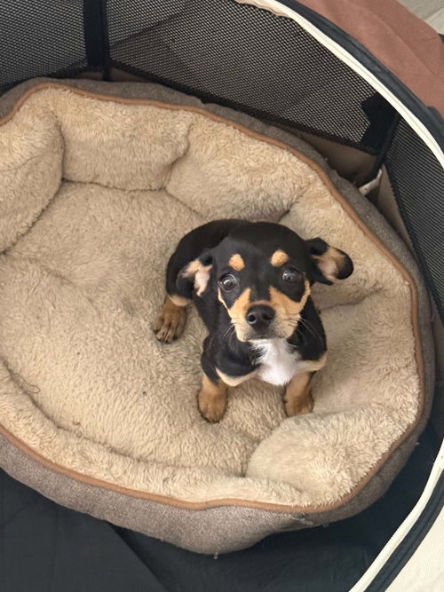 Scout, an adoptable Chihuahua in Lake Elsinore, CA