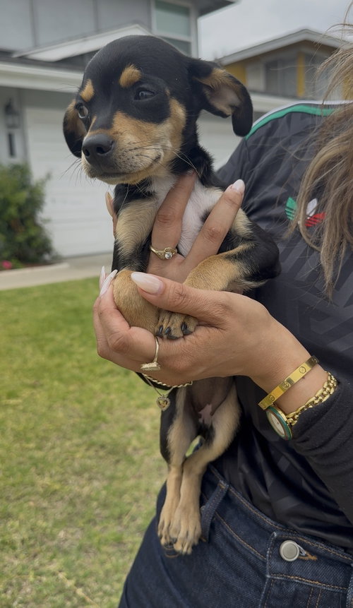 Scout photo 2