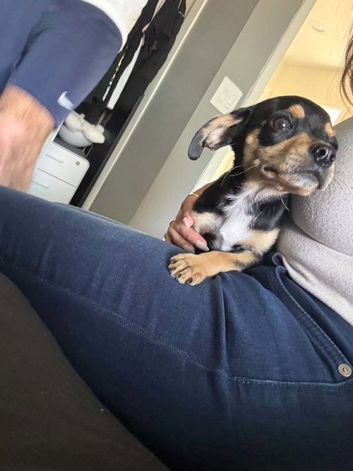 Scout photo 3