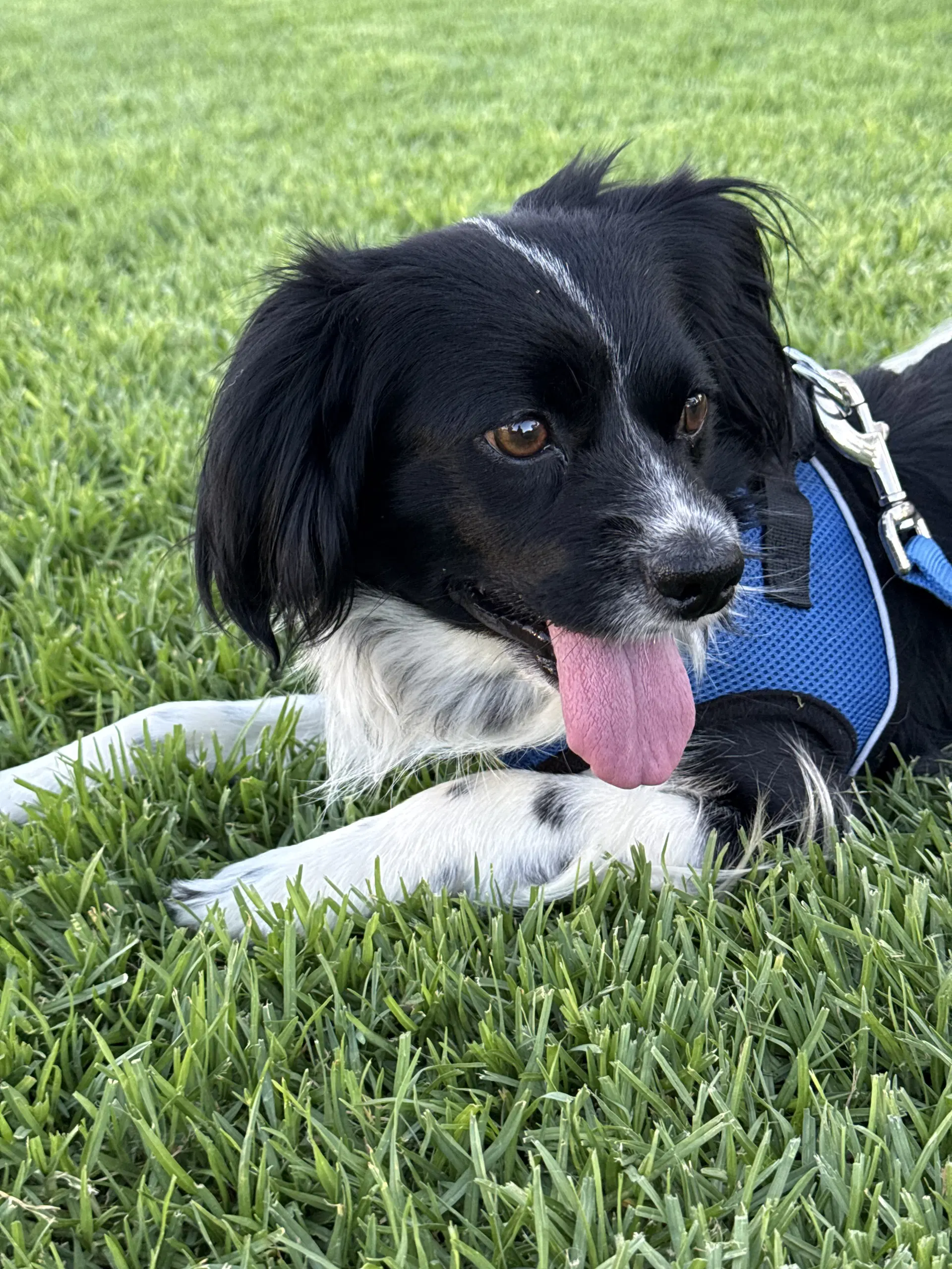 Beowoof - English Springer Spaniel