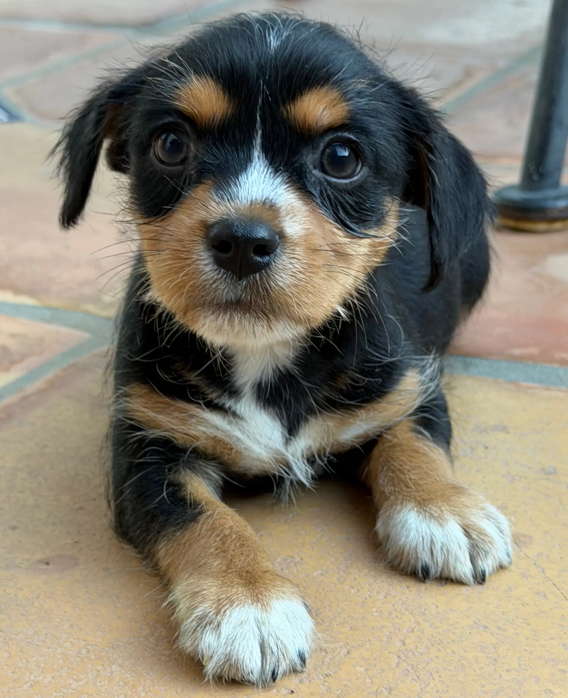 Forest - Terrier