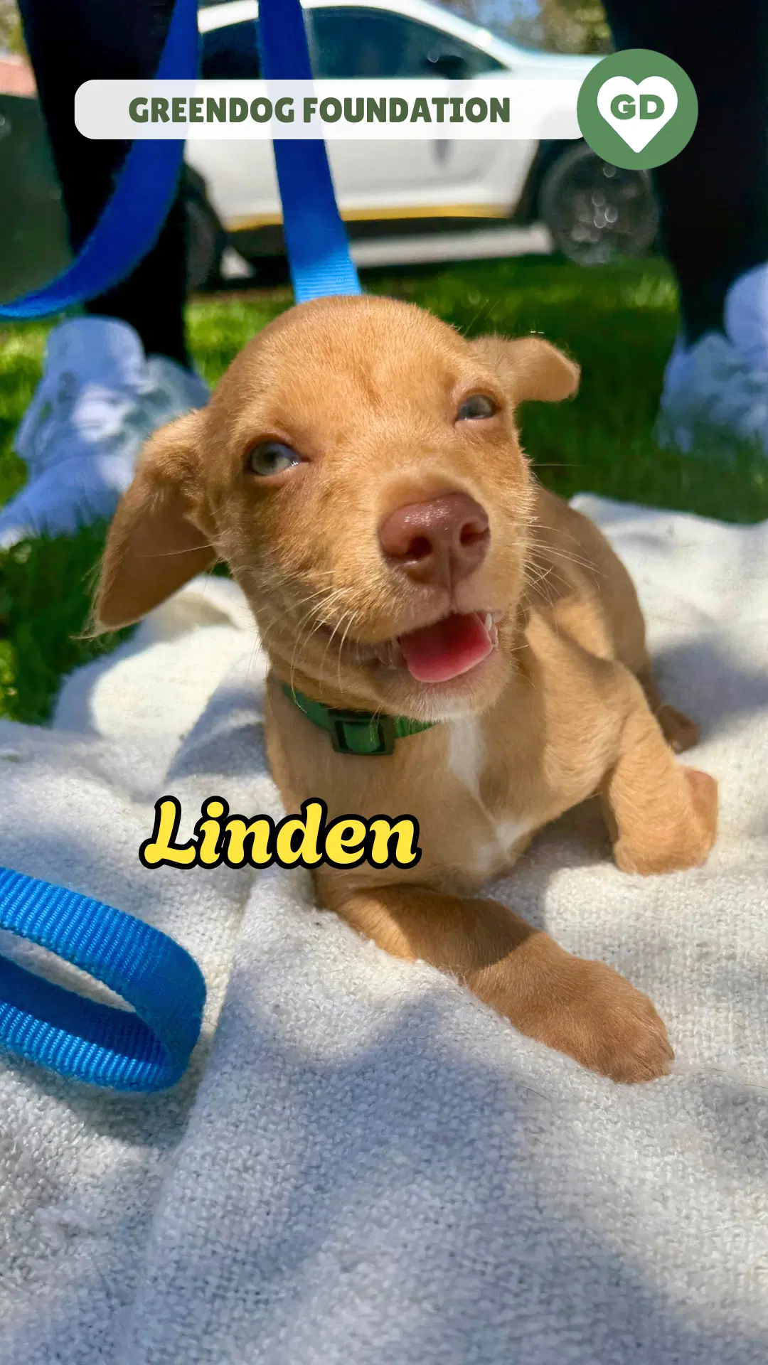Linden - Terrier