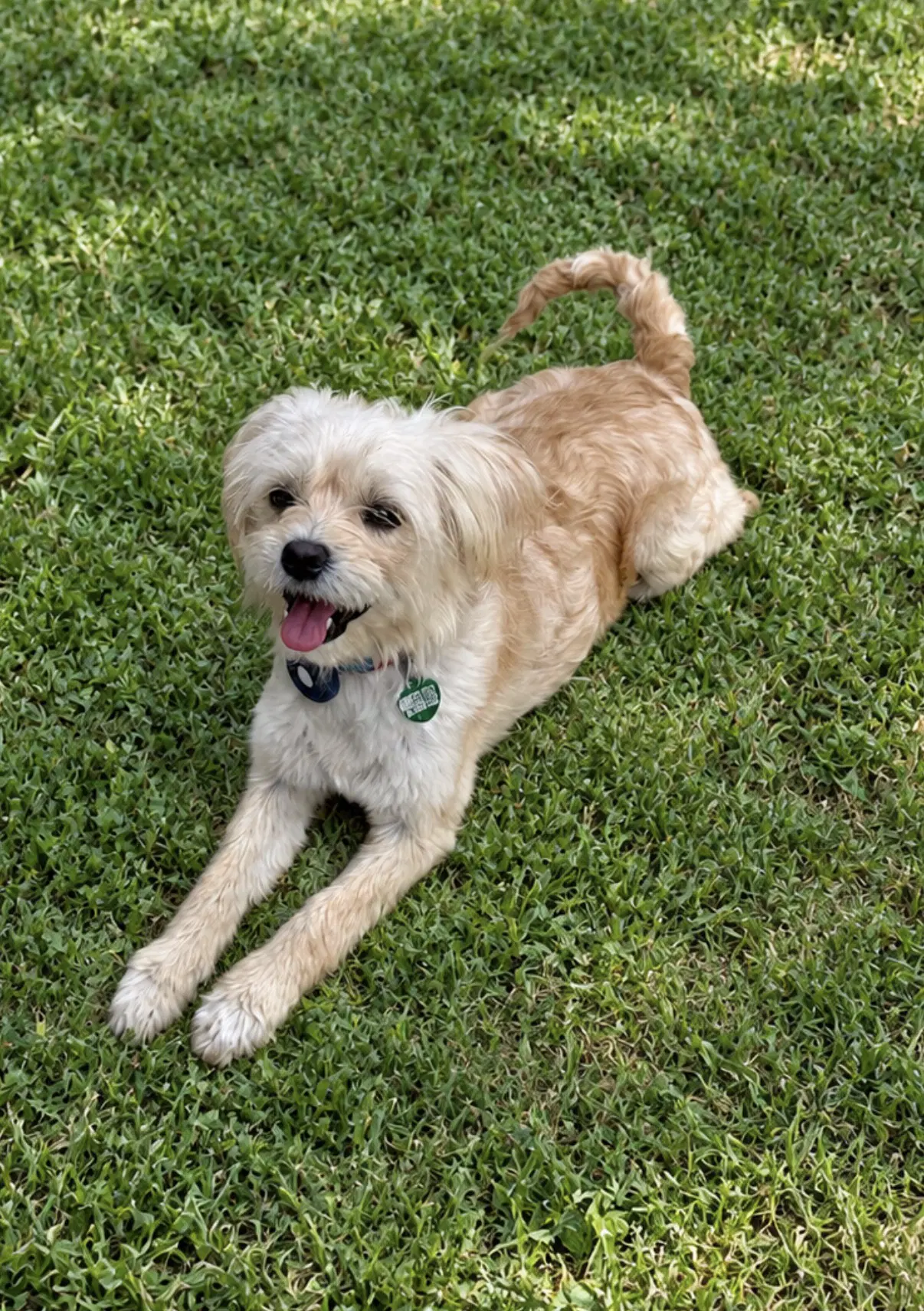 Odette Aka Hair Do - Maltese