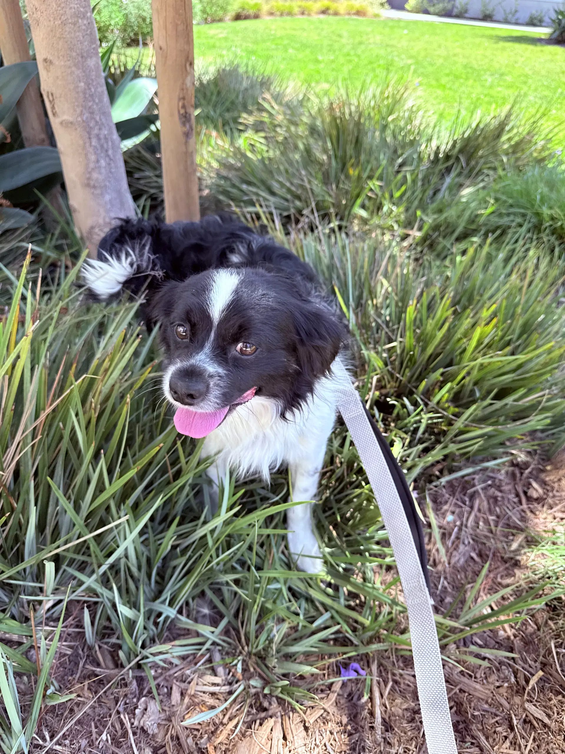 Karl Barx  Brother Of Beowoof - English Springer Spaniel