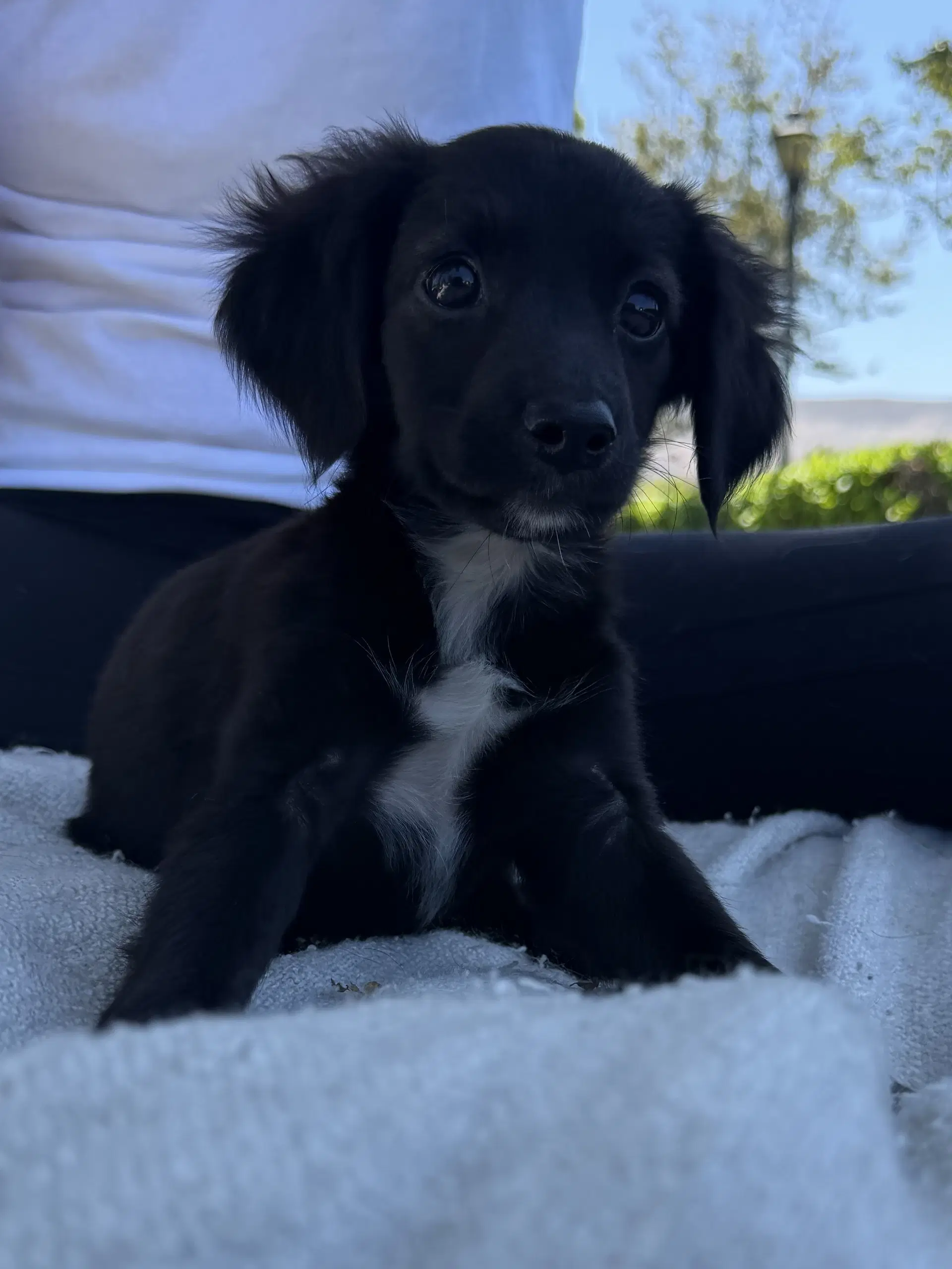 Cher - Chihuahua