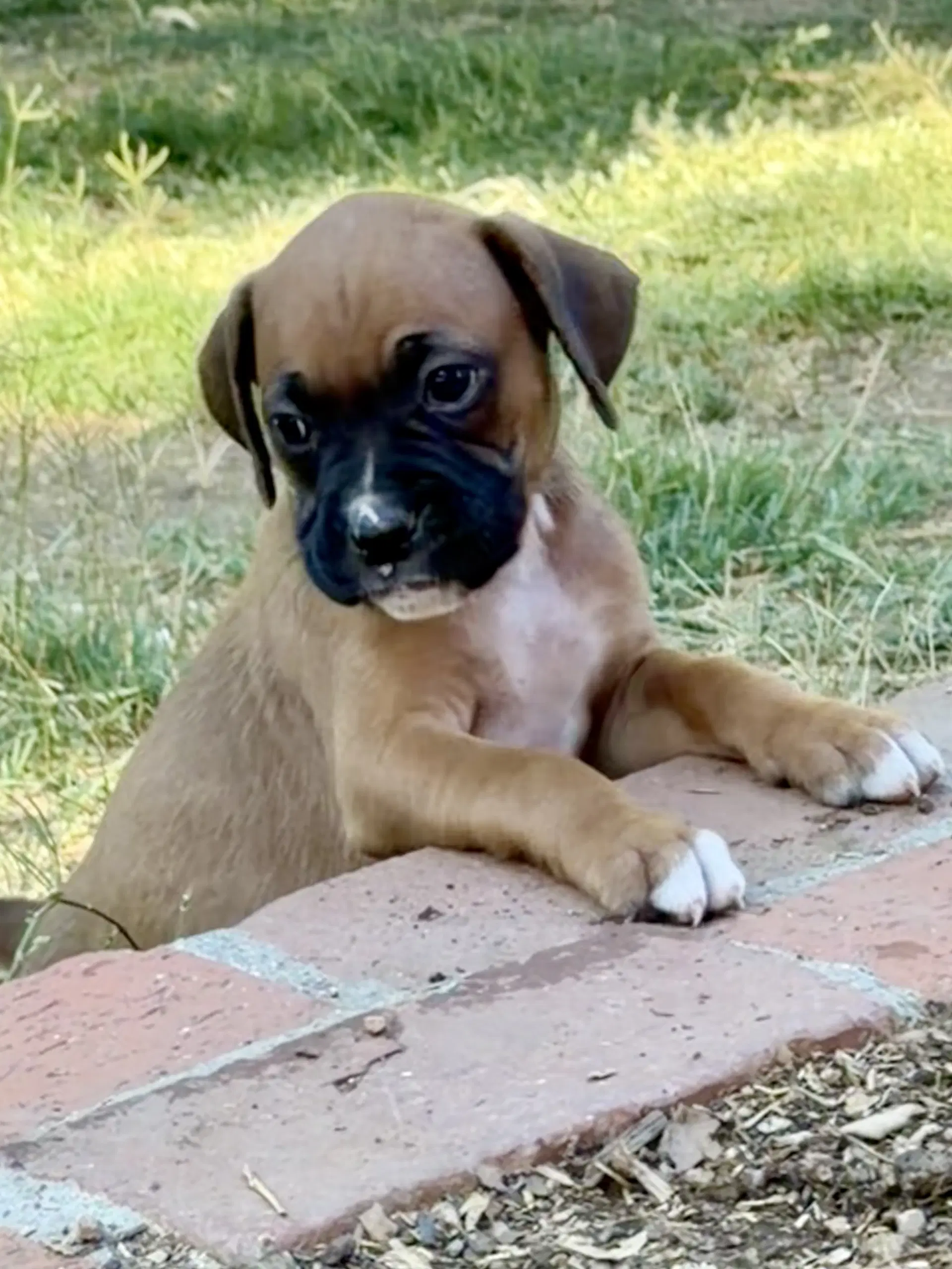 Vanillie - Boxer