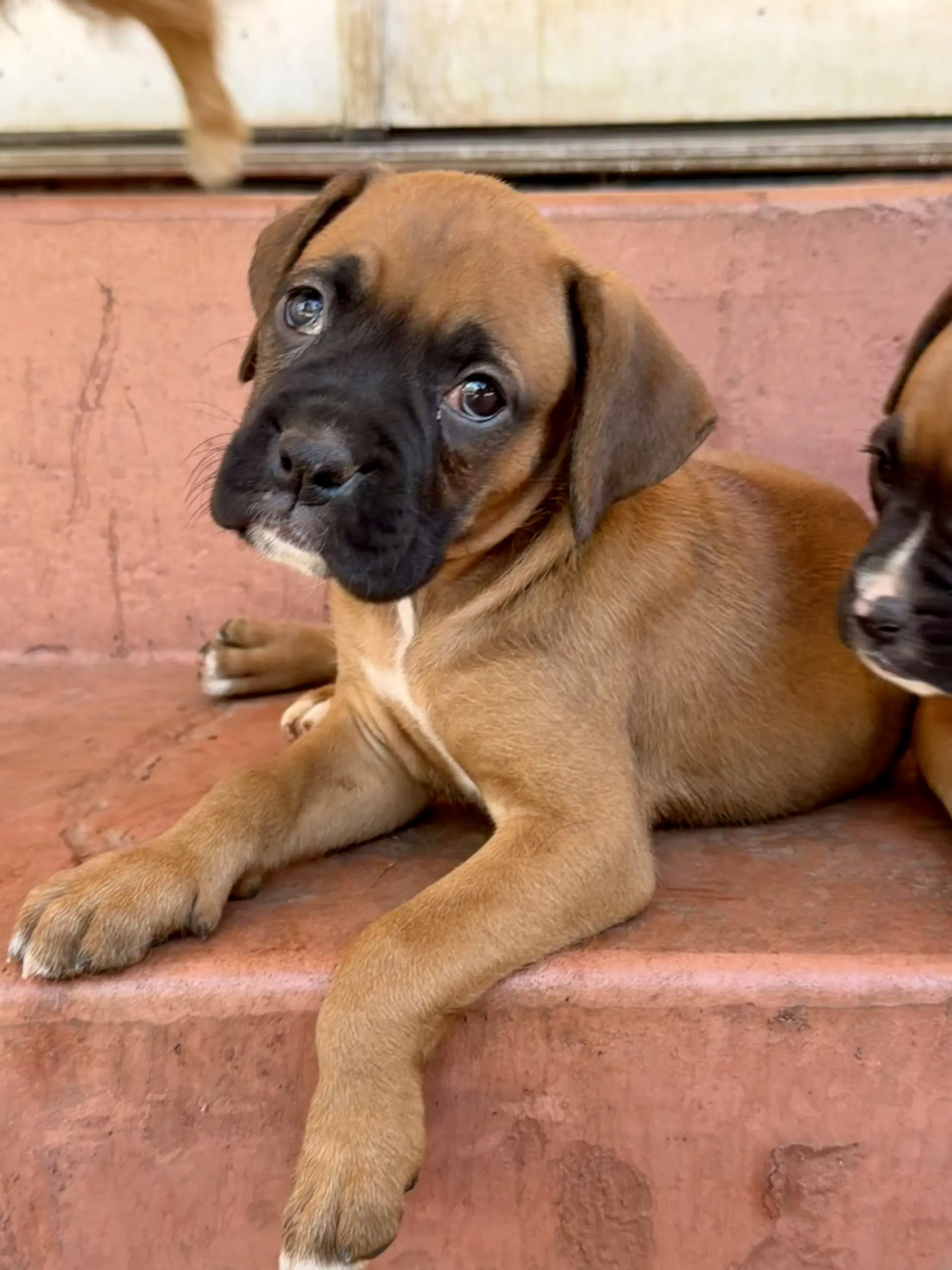Latisha - Boxer