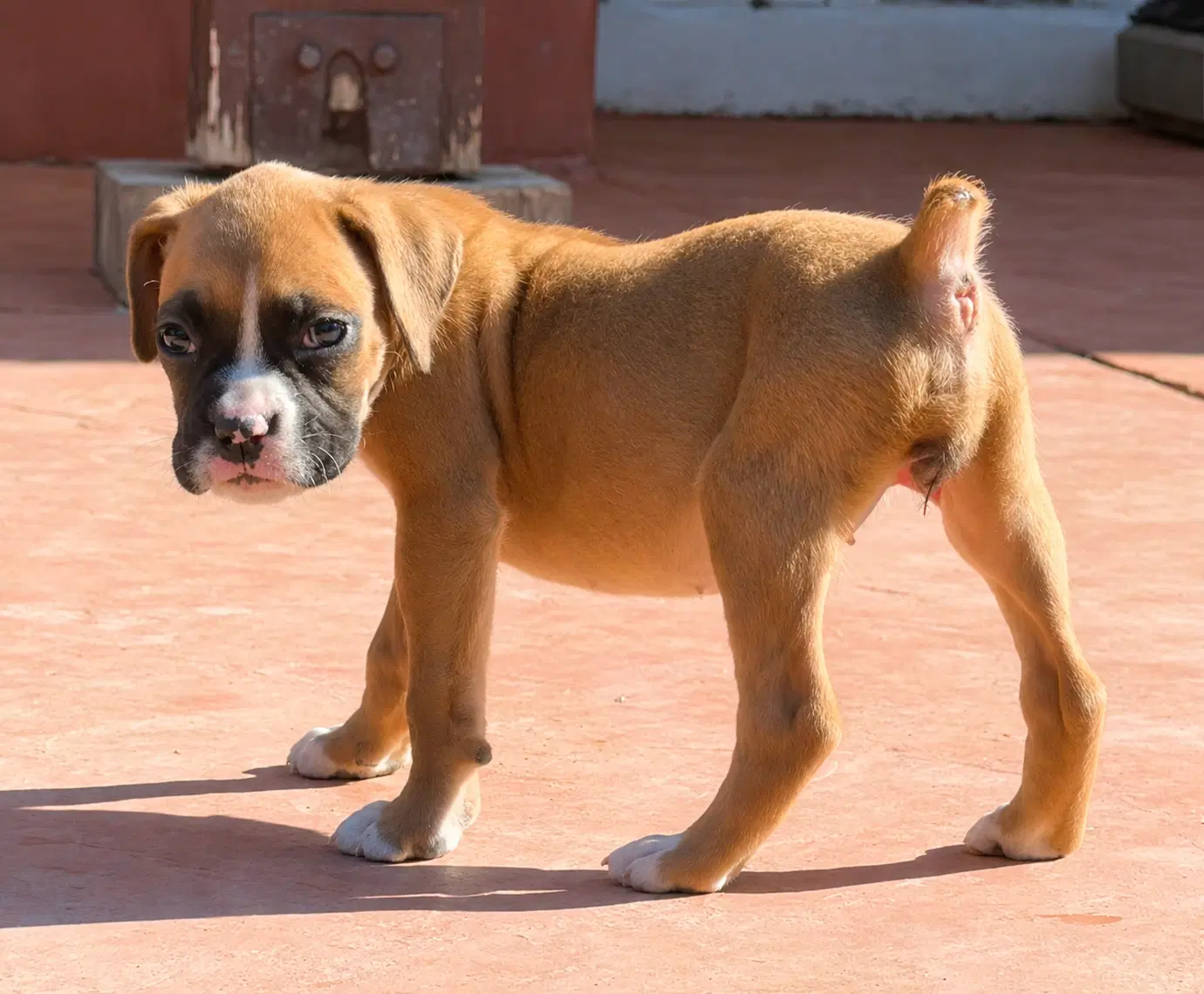 Bug - Boxer