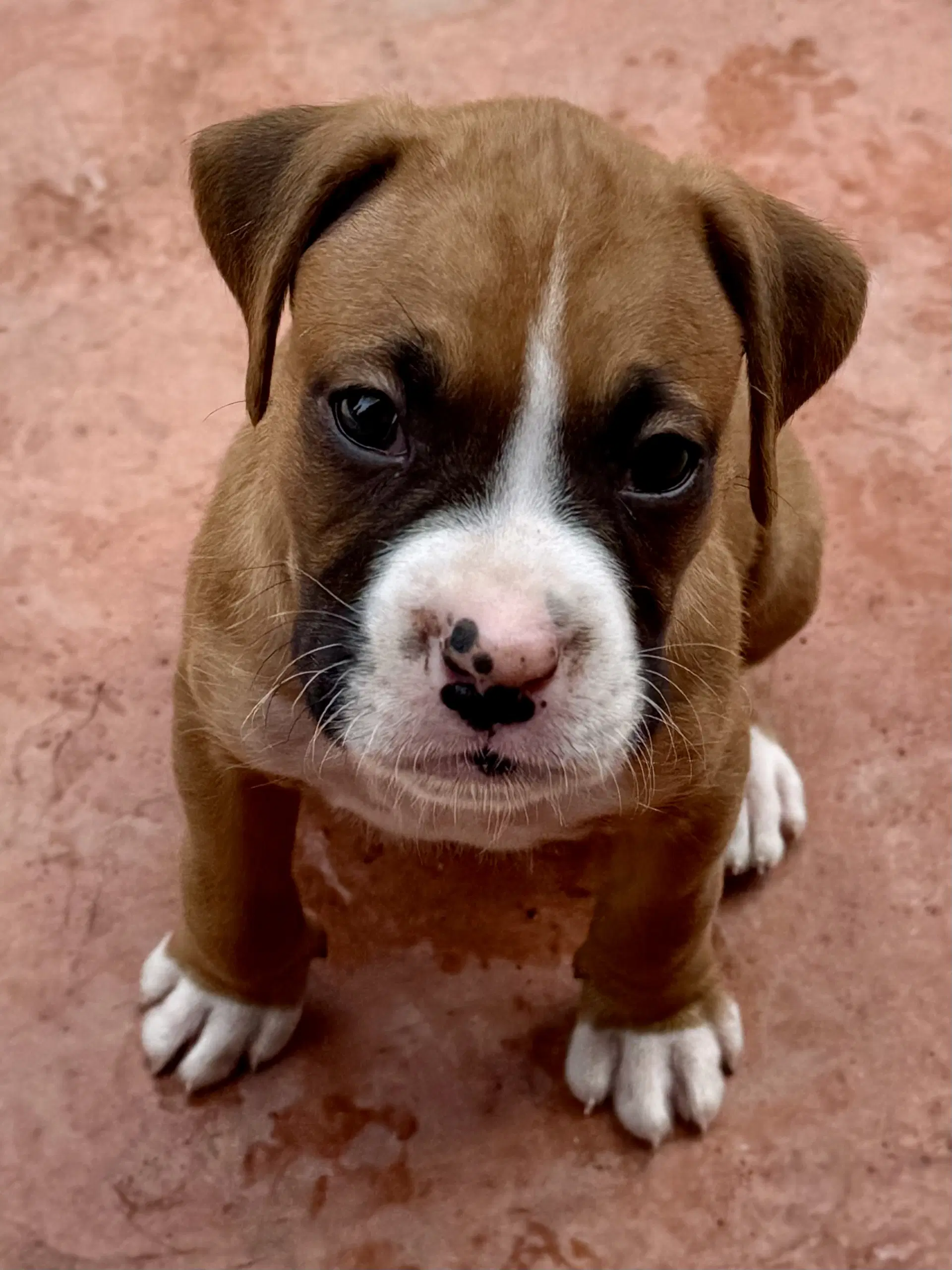 Lemont - Boxer