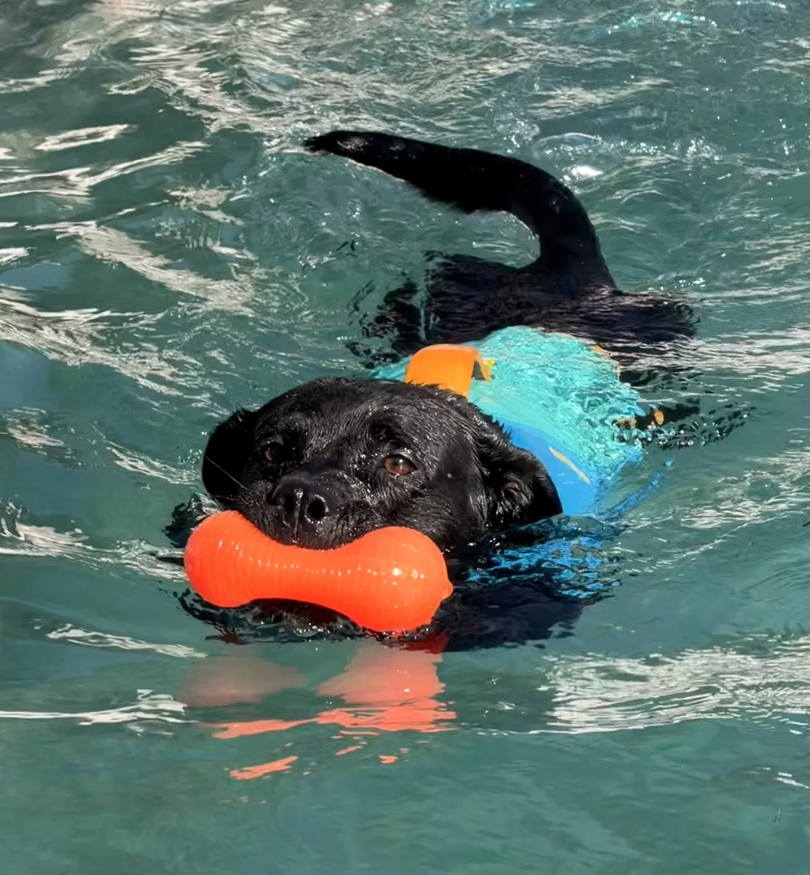 Max - Labrador Retriever