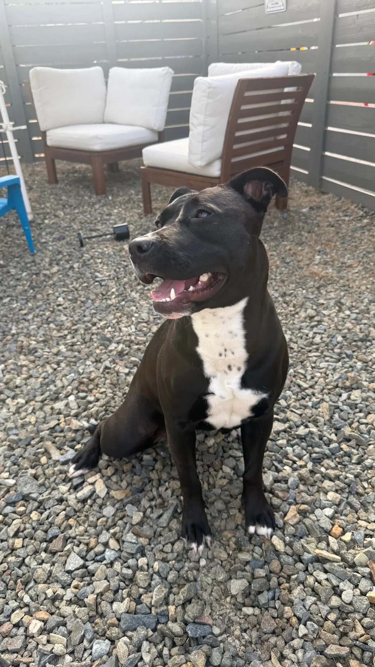 Sadie - American Staffordshire Terrier