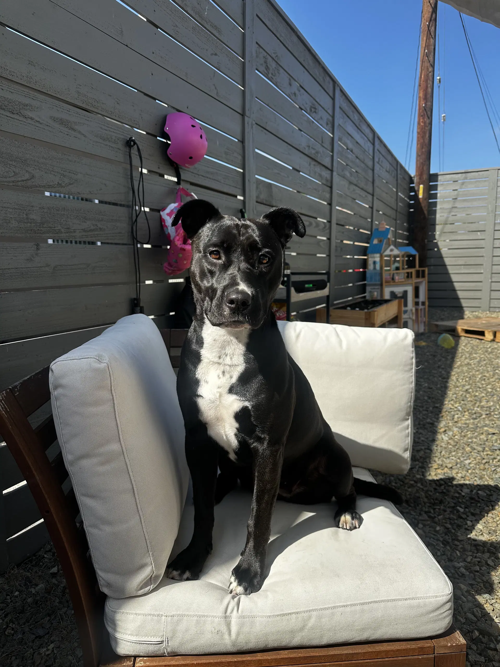 Sadie image 2